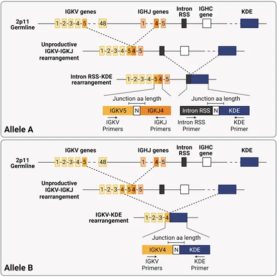 B-Cell Clonality (IGH Gene Rearrangement)